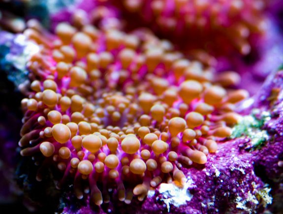 world coral photography 05 in Out of this World Coral Photography