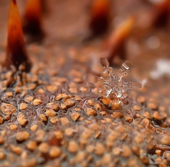 great photos of flakes 02 in Magical Snow Flakes: Macro Photography