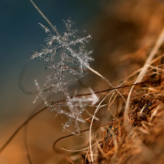 great photos of flakes 10 in Magical Snow Flakes: Macro Photography