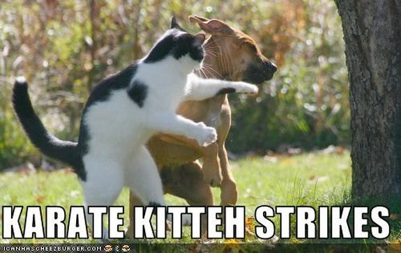 hilarious karate animals 05 in 26 Hilarious Karate Animal Moves