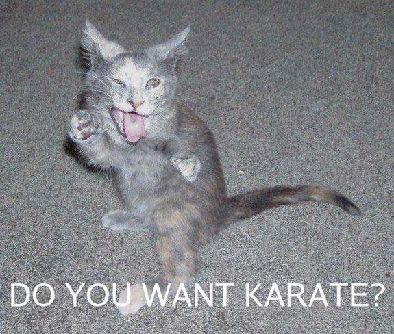 hilarious karate animals 14 in 26 Hilarious Karate Animal Moves