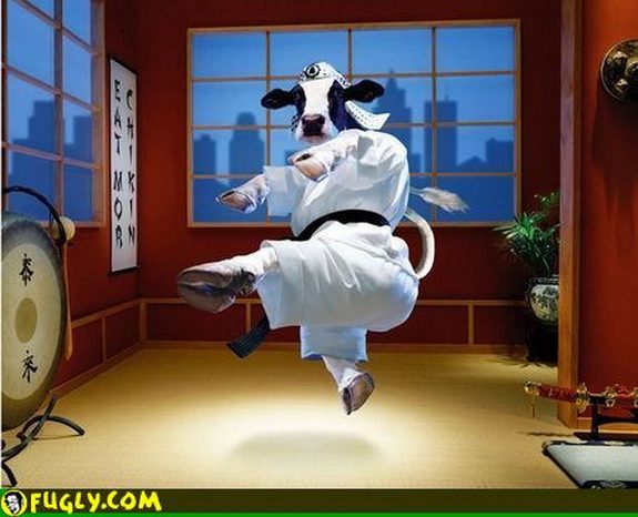 hilarious karate animals 15 in 26 Hilarious Karate Animal Moves