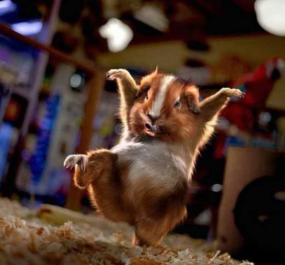 hilarious karate animals 16 in 26 Hilarious Karate Animal Moves