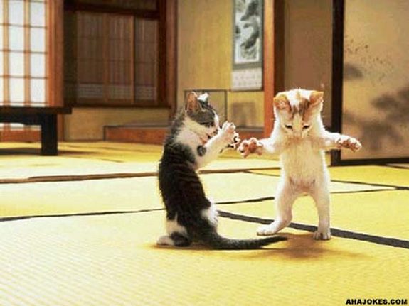 hilarious karate animals 19 in 26 Hilarious Karate Animal Moves