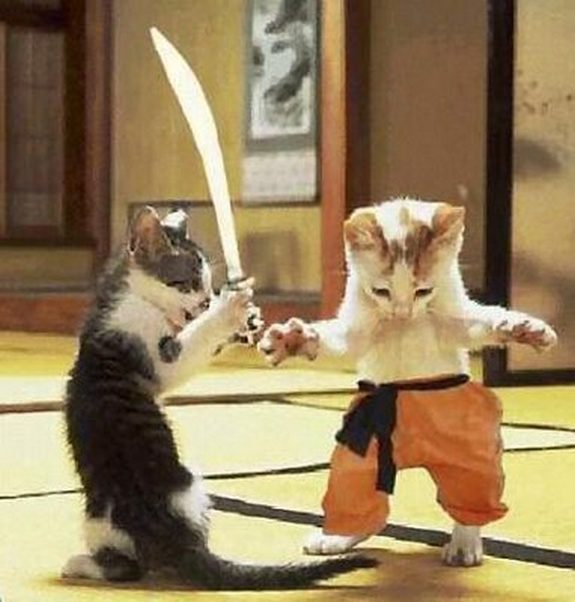 hilarious karate animals 20 in 26 Hilarious Karate Animal Moves