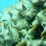 world-coral-photography-08