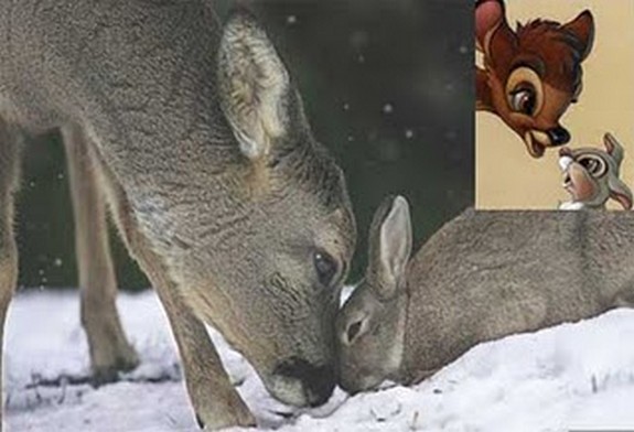 are cartoons copying reality 05 in Real Life Scenes Mimicking Famous Cartoon Scenes