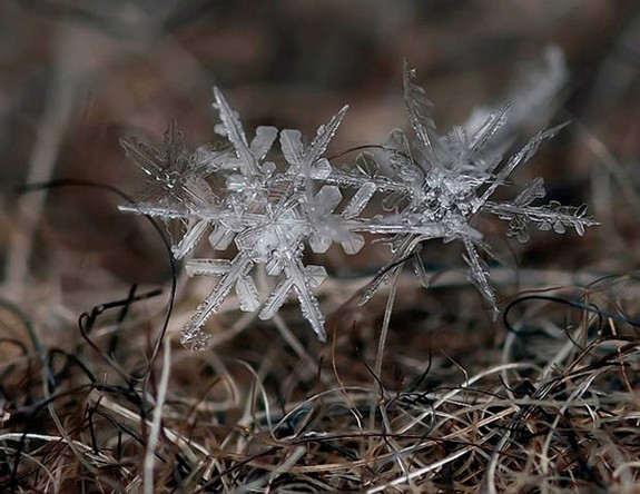 great photos of flakes 01 in Magical Snow Flakes: Macro Photography