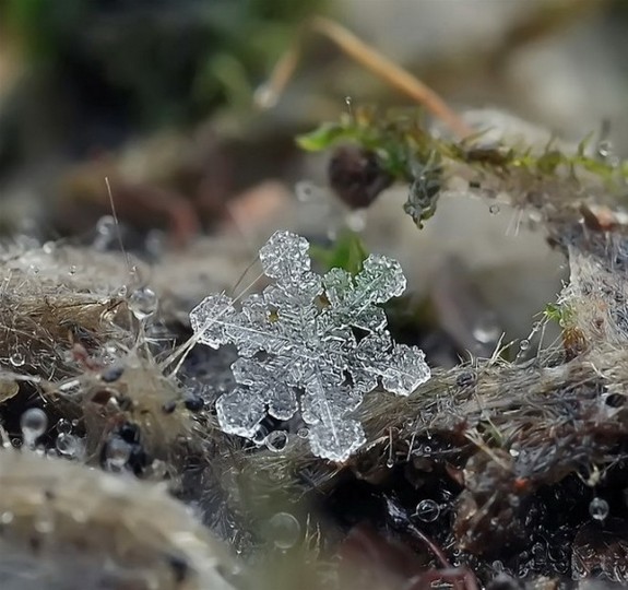 great photos of flakes 05 in Magical Snow Flakes: Macro Photography