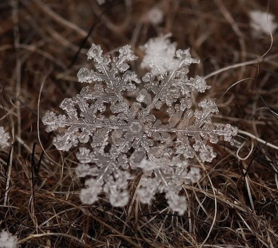 great photos of flakes 06 in Magical Snow Flakes: Macro Photography