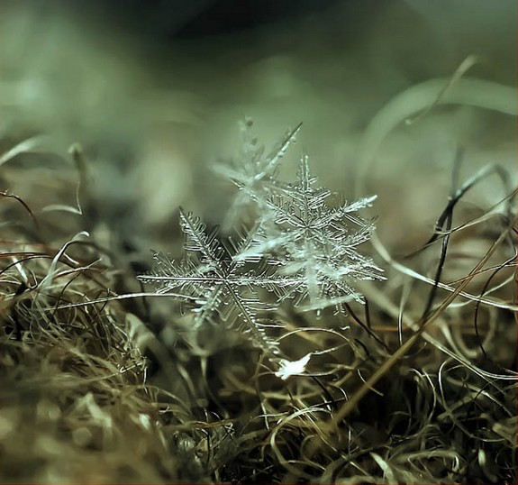 great photos of flakes 07 in Magical Snow Flakes: Macro Photography